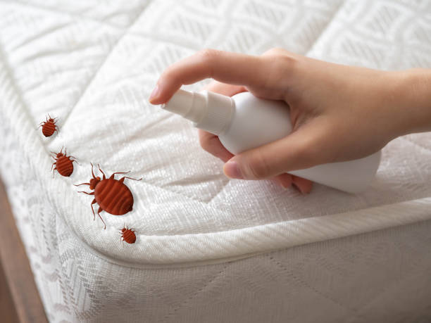 Best Spider Control Near Me  in North Windham, ME